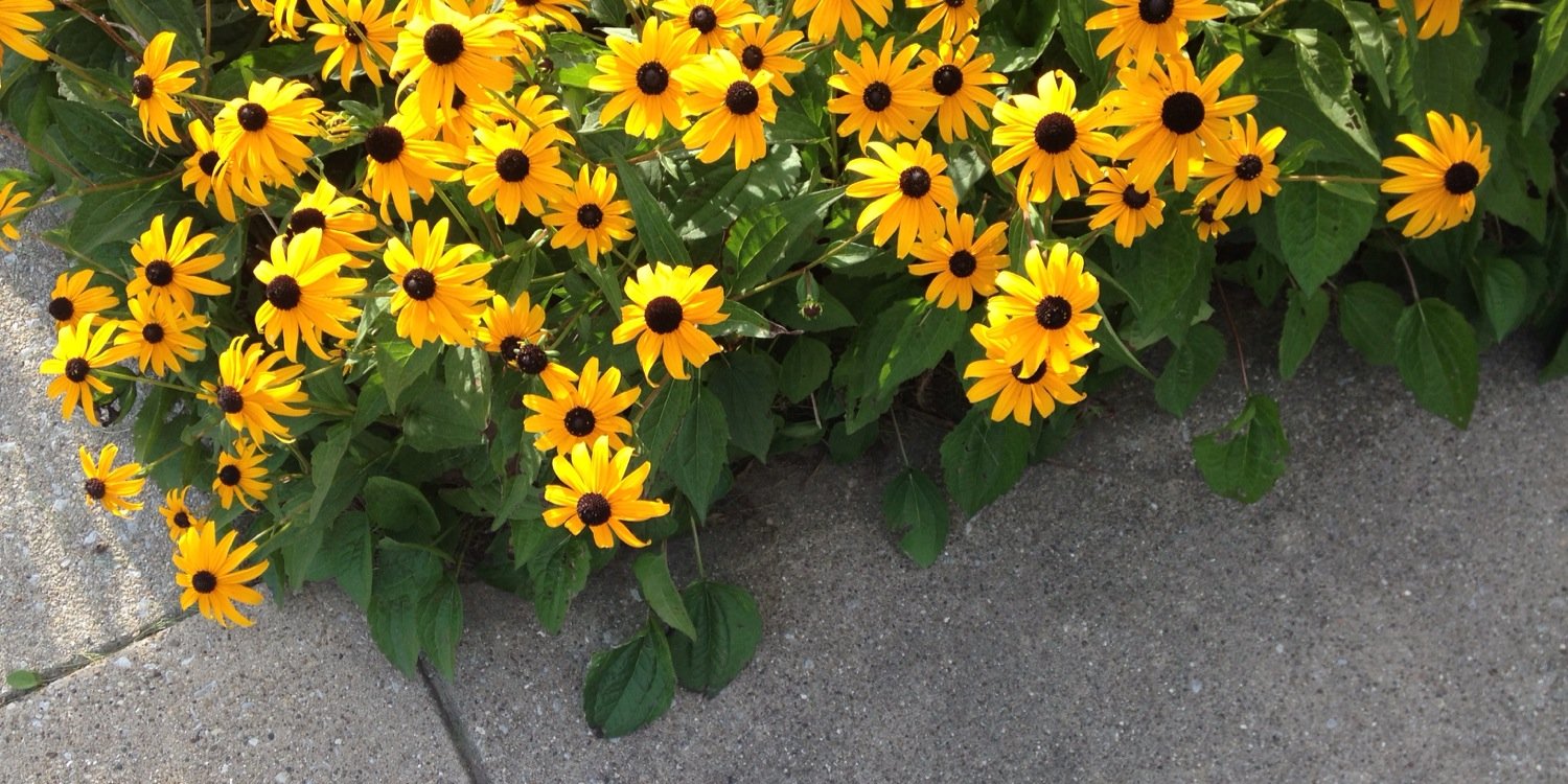 afrofleur's profile banner image