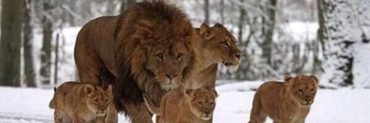 Waheed Mitchell banner