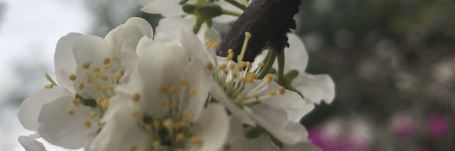 SofiaBasurto's profile banner image