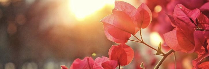 rodmoval's profile banner image