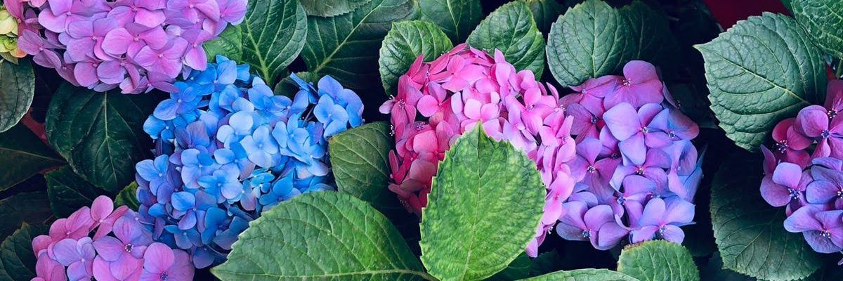svmmdma's profile banner image