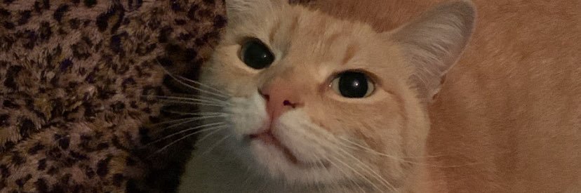 lauranevesp_'s profile banner image