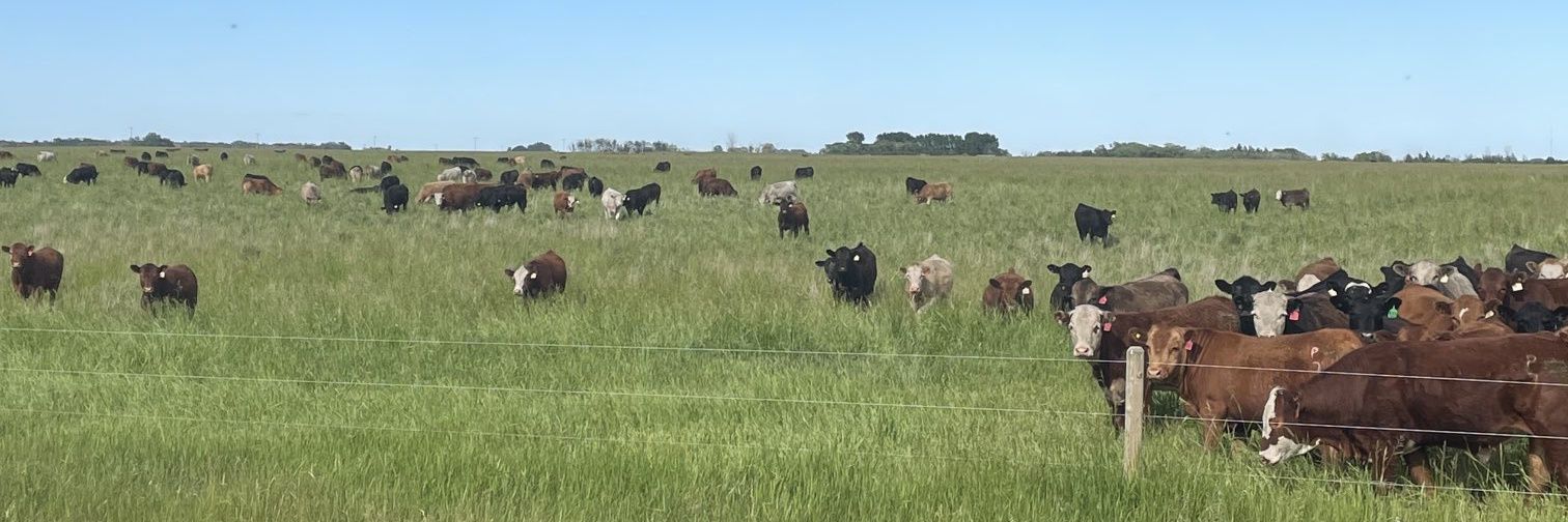 ⚜SIR CLIFF⚜ banner