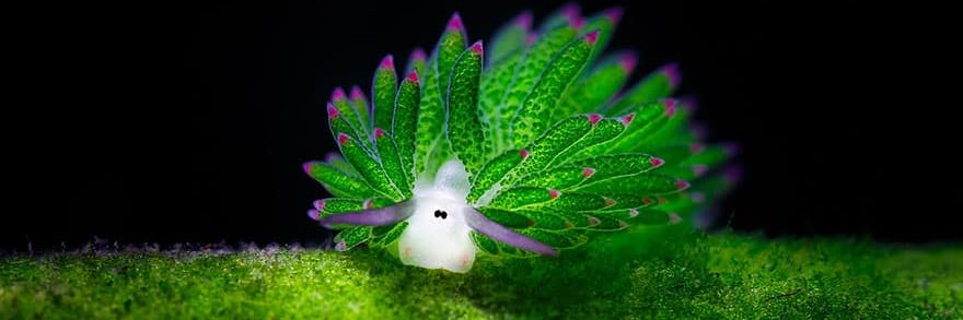 Aurélie 🐠 banner