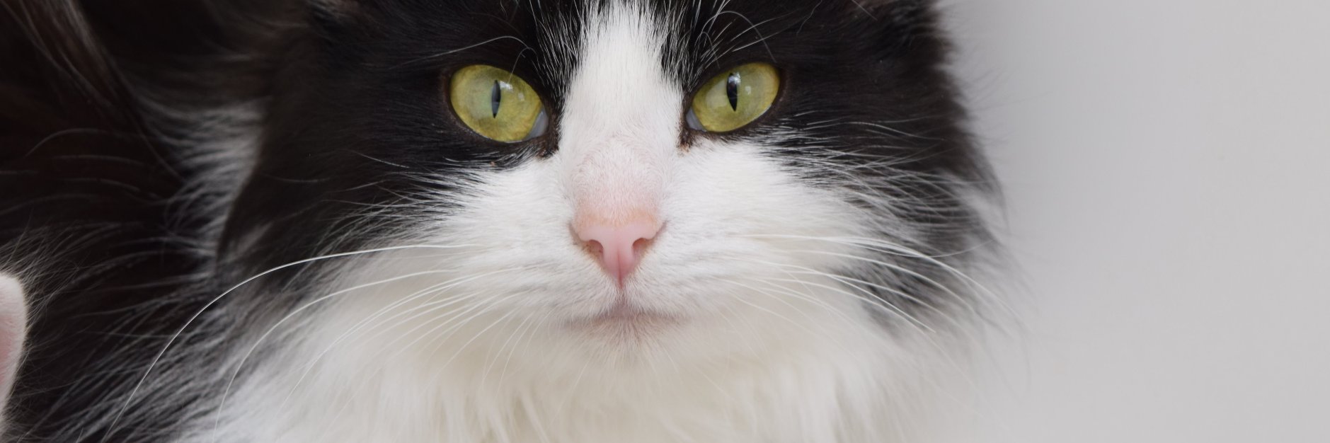 Poppy Tuxedo, Smokey and Foxy banner