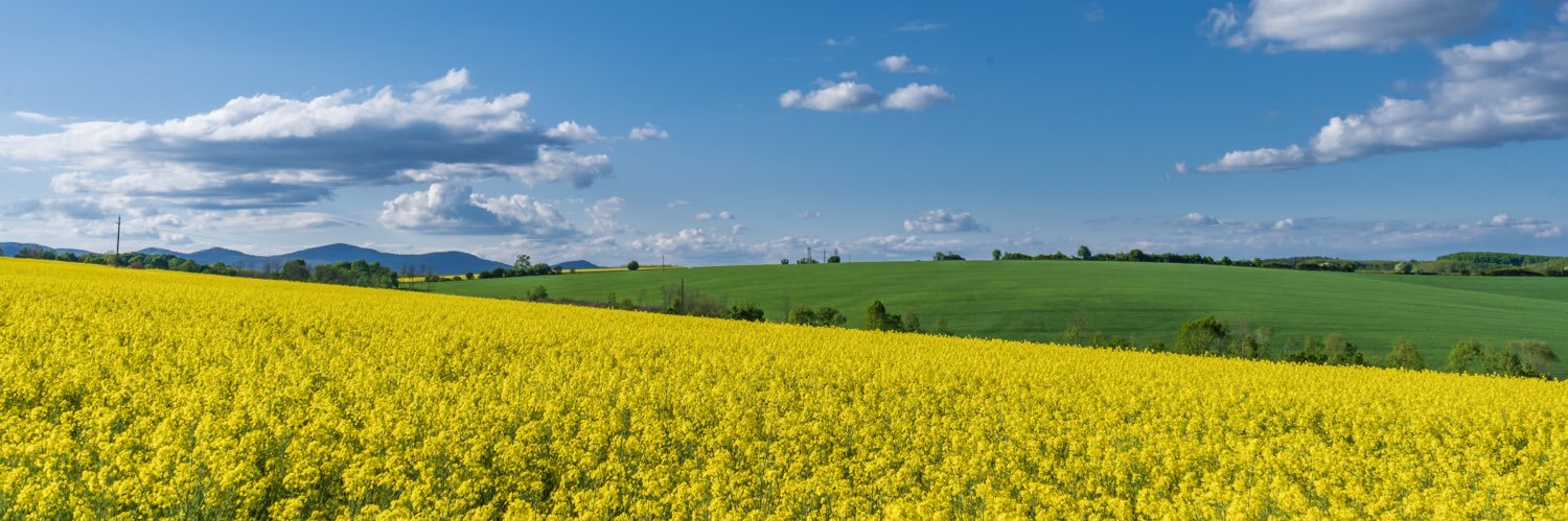 Tamas Miklovicz banner