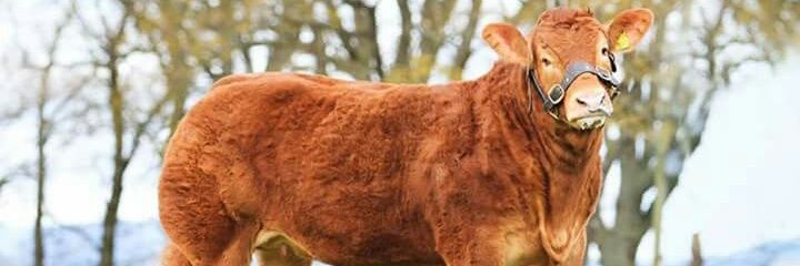 KellyS_Ag's profile banner image