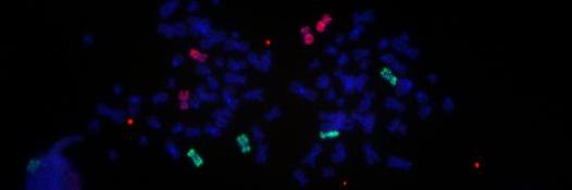 Fernando Gomez-Herreros Lab banner