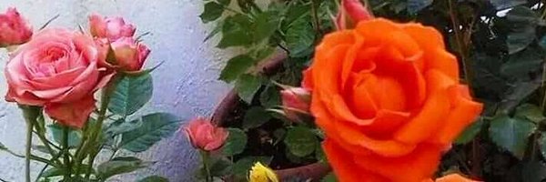 smforSSR Profile Banner