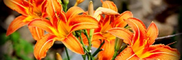 cmsinvinc's profile banner image