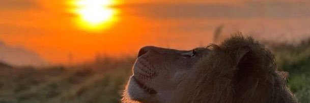 🕊️Angels4Ever4💗Of Animals🕊️ banner