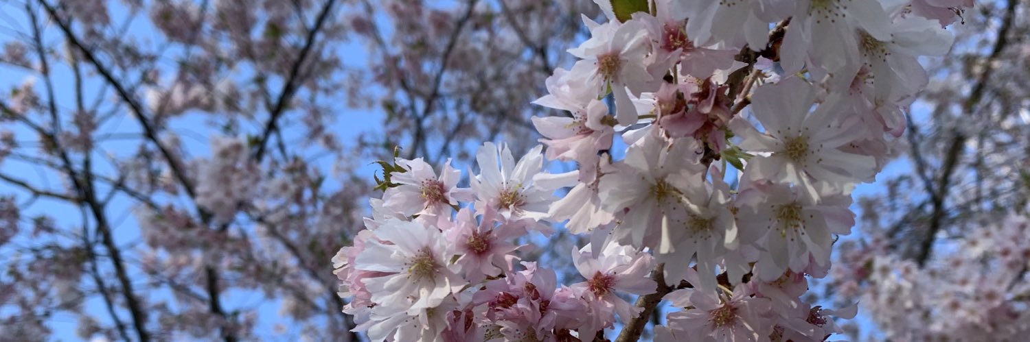 serenahaney_'s profile banner image