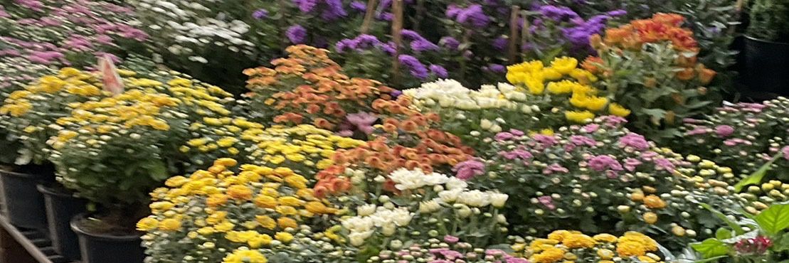 TYLENOL250's profile banner image