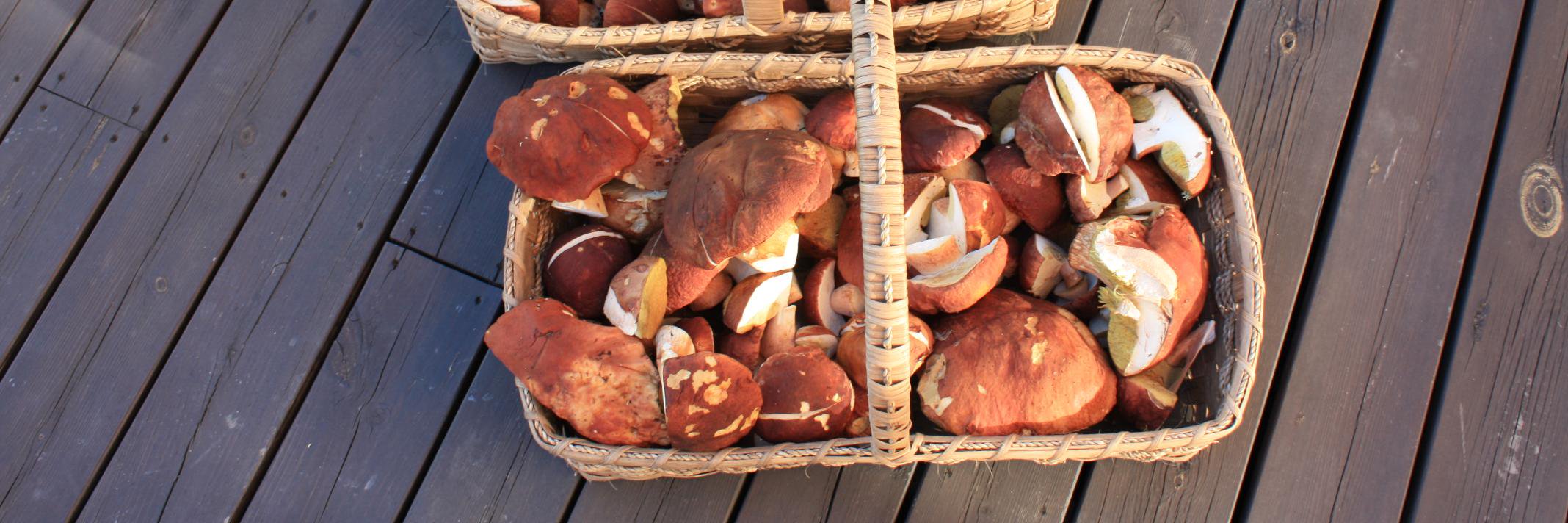 Niles Hasselquist banner