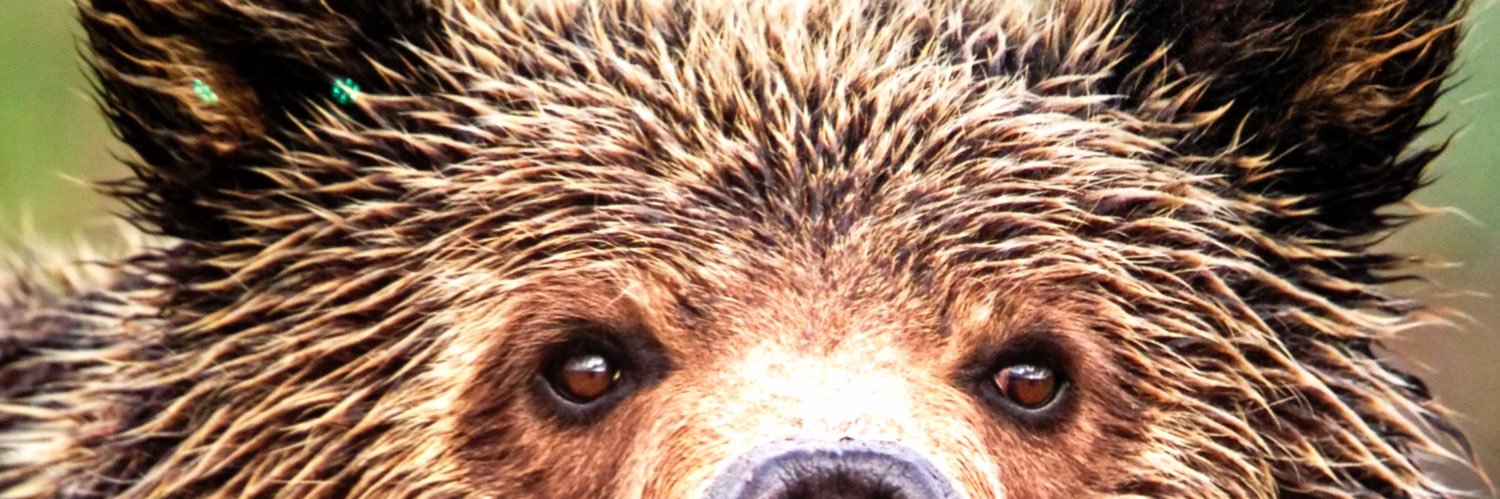 baylorbearsicem's profile banner image