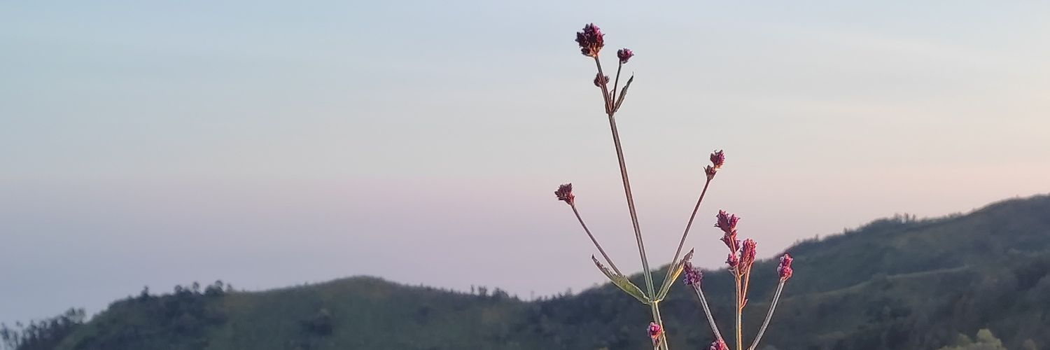 daiseukizeu's profile banner image