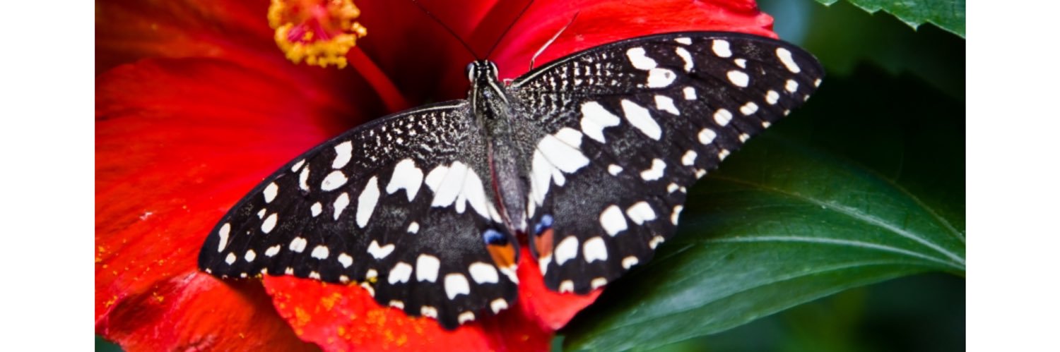 Ms. Hollie Teaches 🐛💫🦋 banner