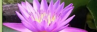 ChandniPai's profile banner image