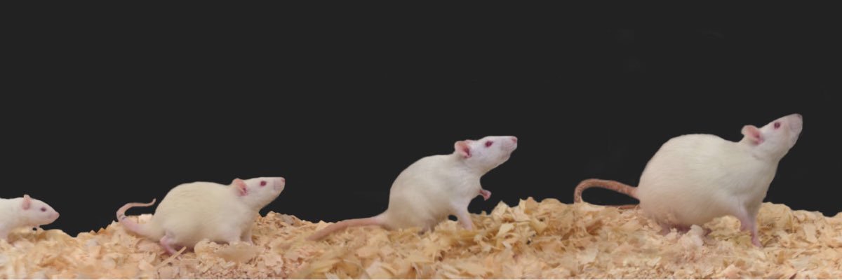 Brenhouse Lab banner