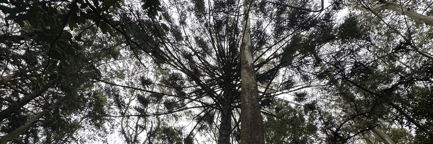 Irindu Indeera banner