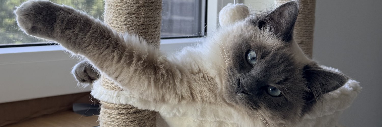 Fizzycattwt's profile banner image
