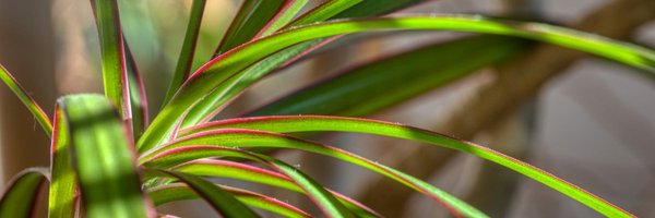 stromsjo Profile Banner