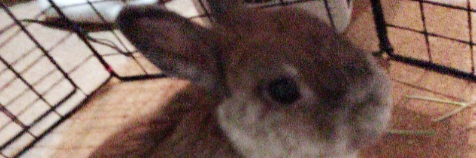 もりし banner