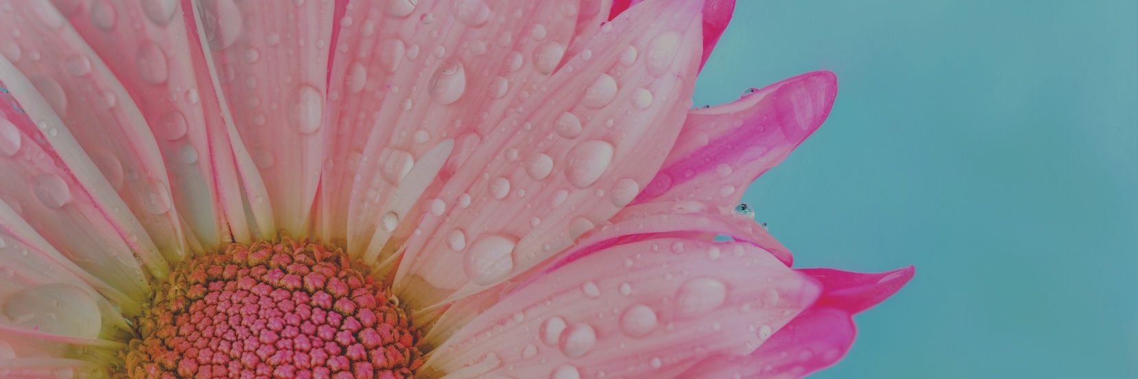 michymeyer's profile banner image