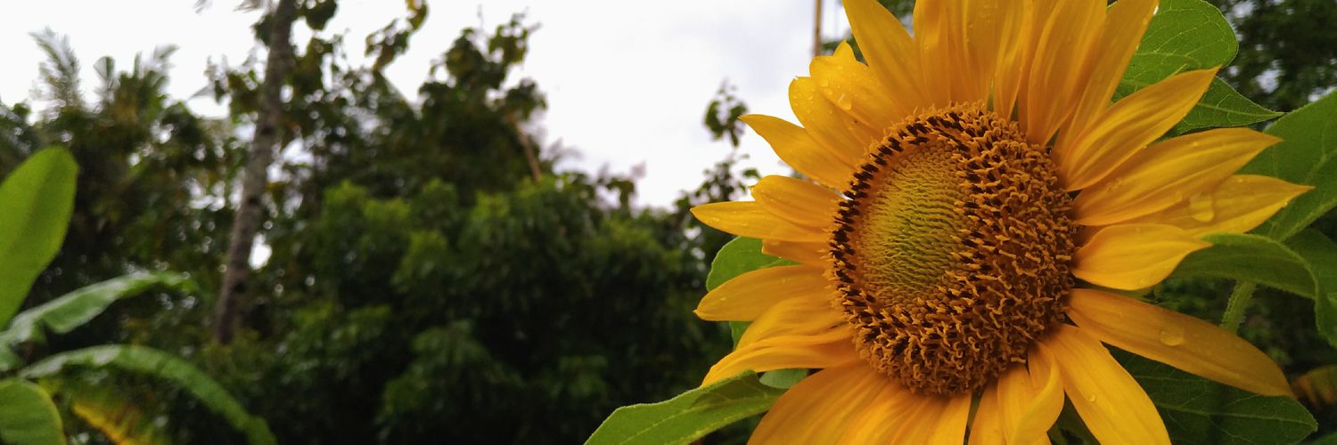 Lindeaee's profile banner image