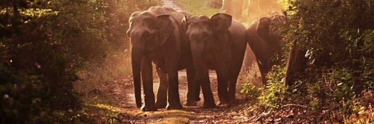 farzanghasemloo's profile banner image