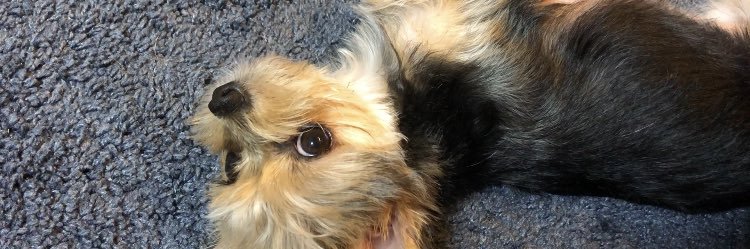 Dabide_UMI_design banner