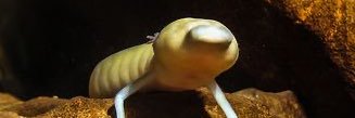 bigpusketti's profile banner image