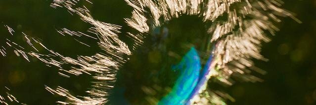 duardeur's profile banner image