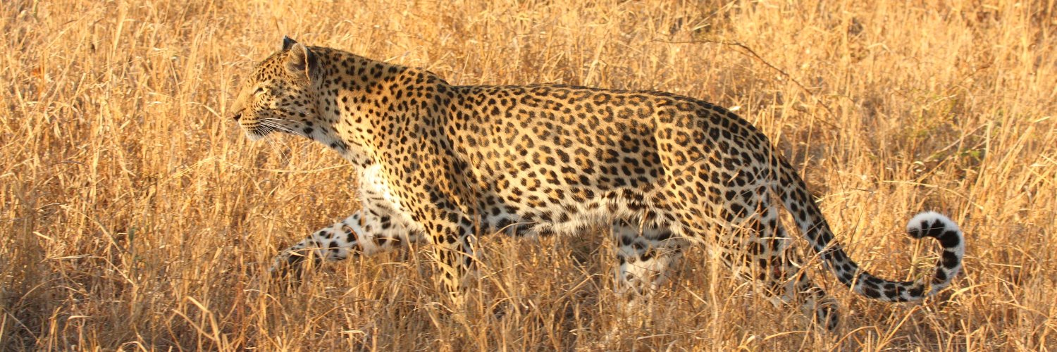 africanbudget's profile banner image