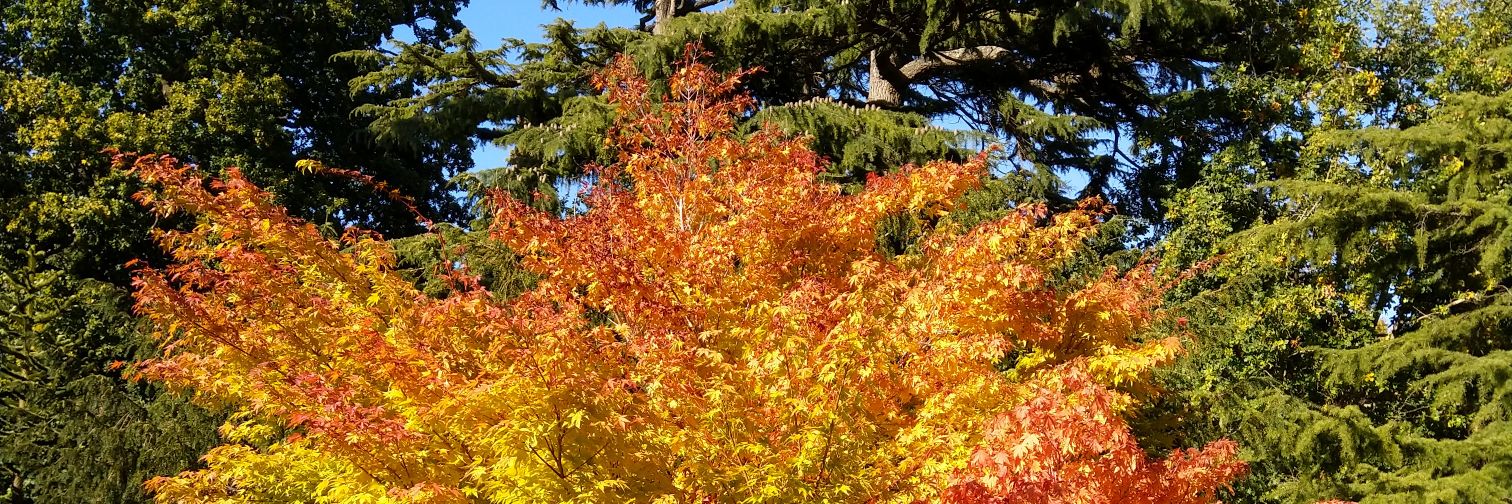 Nicholas Morris banner