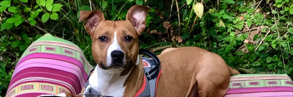 FaillonCindy's profile banner image