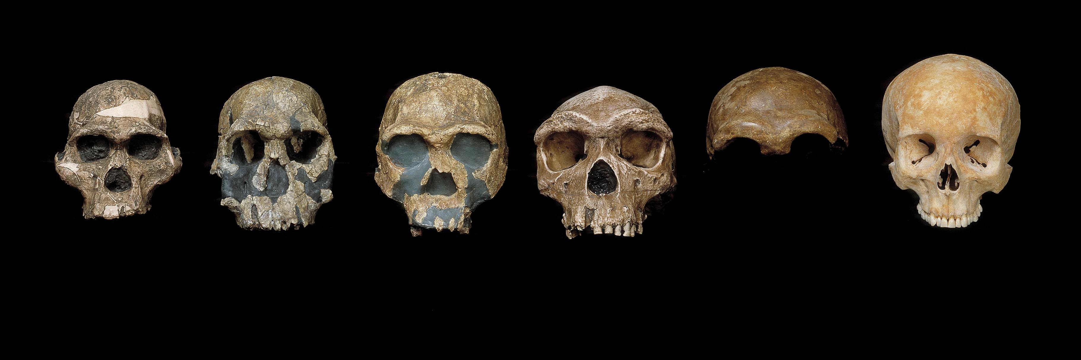 NHM Anthropology's banner