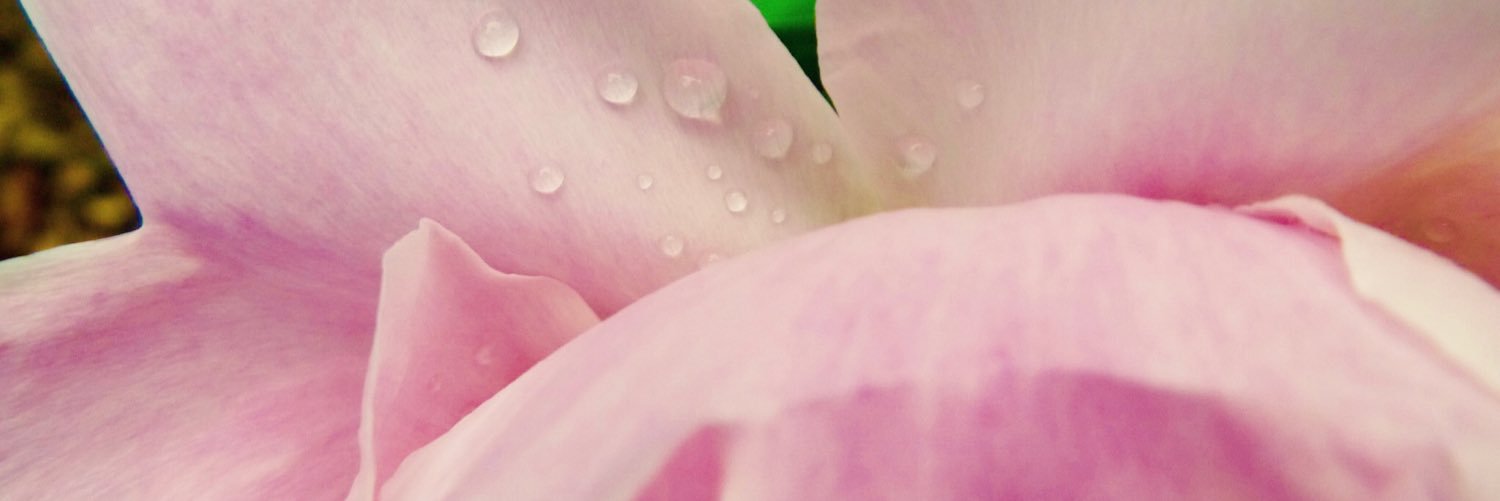 K_Stegosaurus's profile banner image