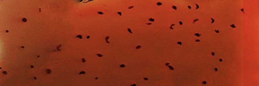 Jessi Jáuregui banner