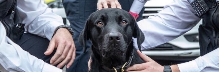 PD’s Dexter & Mika - MPS Welfare & Trauma Dogs's banner