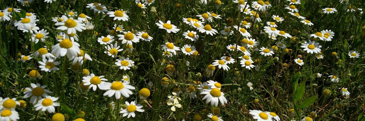 Gaiaherbal's profile banner image