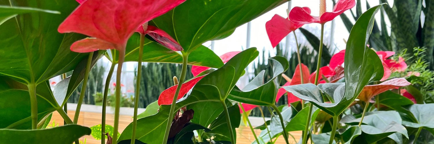 DFBarreto_'s profile banner image