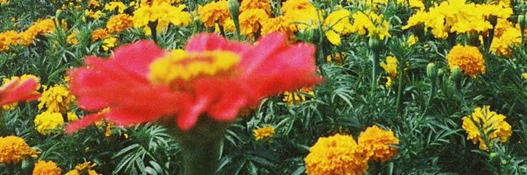 knikohl_'s profile banner image