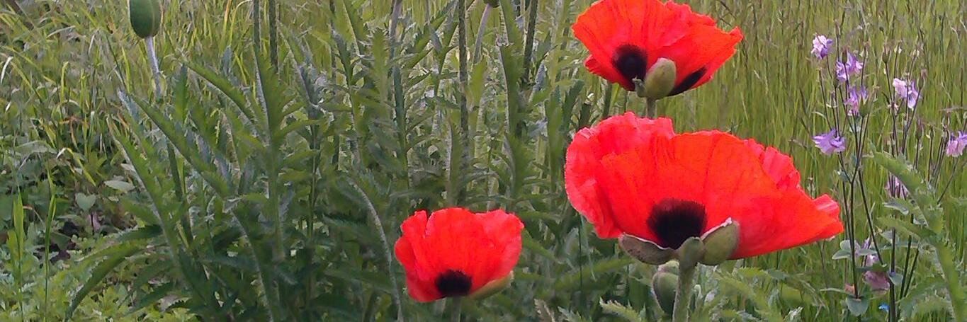 Caroline Burrage banner