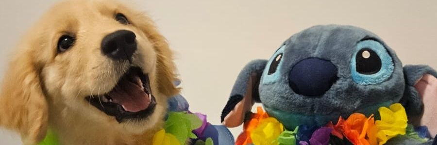 biluflor's profile banner image