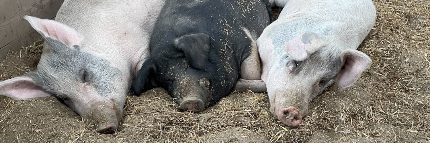 Barn Sanctuary banner