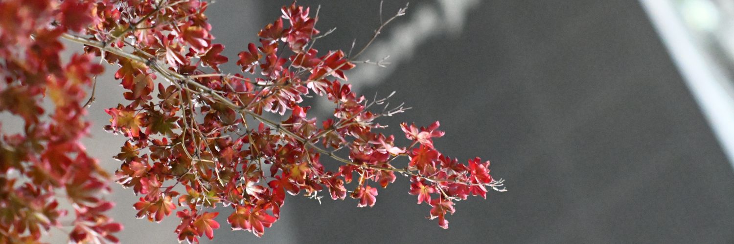 jhan81's profile banner image