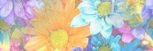 china_cookie3's profile banner image