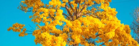 Vanessa Gazze banner