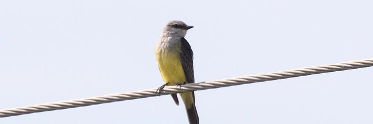 birdmanKI's profile banner image